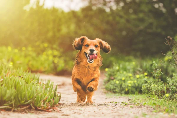 Feliz perro Dachshund de pelo largo juguetón corriendo al aire libre en el día soleado en la naturaleza — Foto de Stock