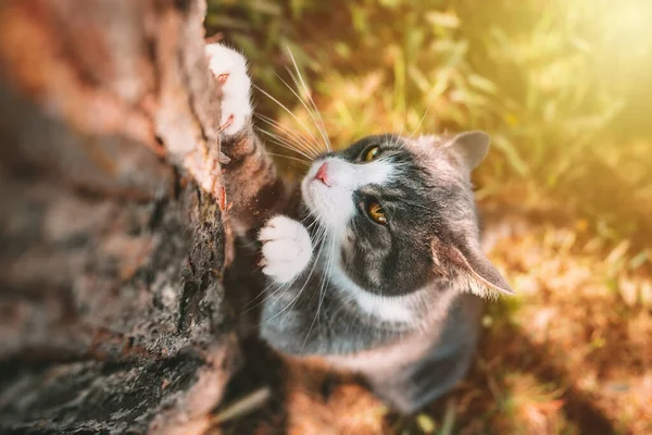 Cat scratching tree outdoors. Cat sharpens its claws on a tree trunk in nature.