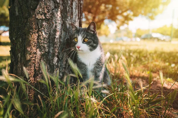 Gato doméstico bonito sentado ao ar livre perto da árvore na natureza em um dia ensolarado — Fotografia de Stock