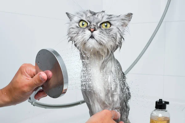 Αστεία γάτα κάνει ντους ή μπάνιο. Πλένω γάτες. Έννοια υγιεινής για κατοικίδια. Βρεγμένη γάτα. — Φωτογραφία Αρχείου