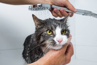 Duş alan ya da banyo yapan komik bir kedi. Kedi yıkayan adam. Hayvan hijyeni konsepti. Yüksek kalite fotoğraf