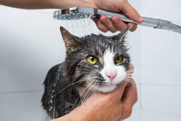 Divertido Gato Tomando Ducha Baño Hombre Lavando Gato Concepto Higiene Fotos de stock