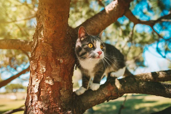 Gato Bonito Sentado Uma Árvore Livre Natureza Dia Ensolarado Foto — Fotografia de Stock