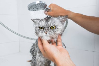 Duşta ya da banyoda komik gri İran kedisi. Kuaförde kedi yıkamak. Hayvan hijyeni konsepti. Islak kedi. Yüksek kalite fotoğraf