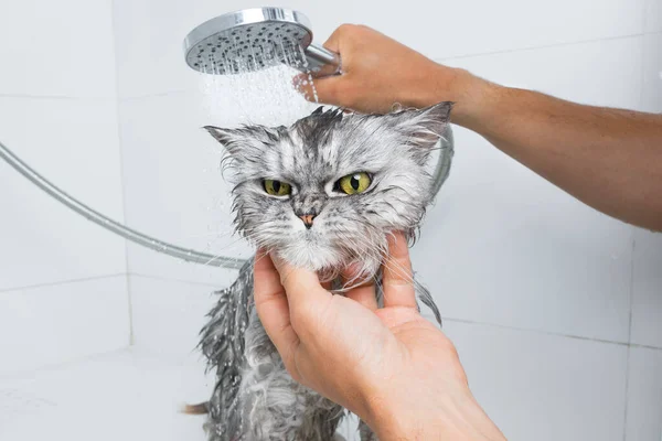 Funny Grey Persian Cat Shower Bath Washing Cat Groomer Salon — Stockfoto