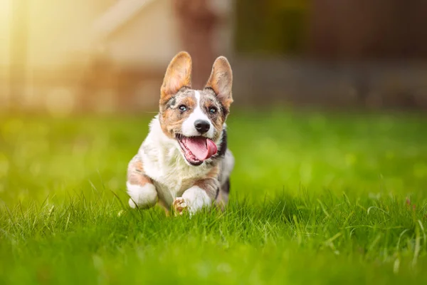在阳光明媚的日子里 快乐的科吉小狗在户外的草地上奔跑 美丽纯正的蓝毛羊毛衫犬的肖像 长有张开的嘴 高质量的照片 — 图库照片