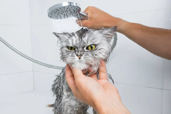 シャワーや風呂で面白い灰色のペルシャ猫 グルーマーサロンで猫を洗う ペット衛生の概念 ぬれた猫 高品質の写真 ロイヤリティフリーのストック写真