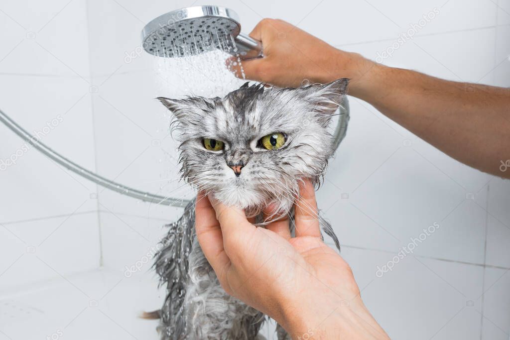 Funny grey persian cat in shower or bath. Washing cat in groomer salon. Pet hygiene concept. Wet cat. High quality photo