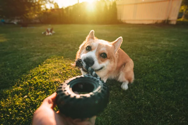 Funny Smiling Welsh Pembroke Corgi Playing Dog Toy Outdoors Sunny — 스톡 사진