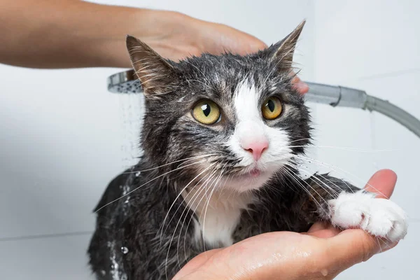 Funny Cat Taking Shower Bath Man Washing Cat Pet Hygiene — стоковое фото
