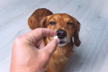 Sahibi hasta köpeğine ilaç ya da tablet veriyor. Evcil hayvanlar için ilaç ve vitamin. Hayvanlar için ilaç. Yüksek kalite fotoğraf