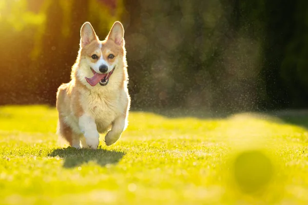 Happy Corgi Dog Running Ball Grass Outdoors Sunny Day Portrait — Foto de Stock