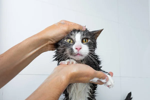 Divertido Gato Tomando Ducha Baño Hombre Lavando Gato Concepto Higiene Imágenes de stock libres de derechos