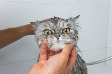 Duşta ya da banyoda komik gri İran kedisi. Kuaförde kedi yıkamak. Hayvan hijyeni konsepti. Islak kedi. Yüksek kalite fotoğraf