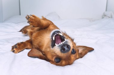 Beyaz yatakta yatan komik, deli, kahverengi köpek. Mutlu dachshund köpekleri eğleniyor. Yüksek kalite fotoğraf