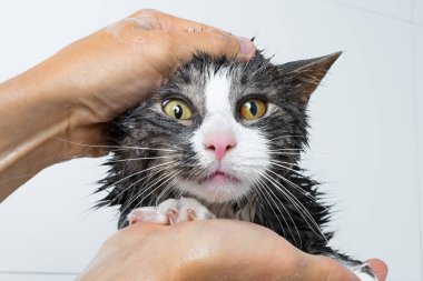 Duş alan ya da banyo yapan komik bir kedi. Kedi yıkayan adam. Hayvan hijyeni konsepti. Yüksek kalite fotoğraf
