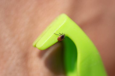 Kene sökücü. Ixodes ricinus veya skapularis. Dinamik hareket halinde tehlikeli parazit maytlara yakın çekim. Ensefalit olarak bulaşır. Makro fotoğrafçılık. Yüksek kalite fotoğraf
