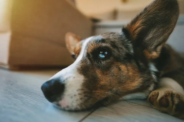 Όμορφη Χαριτωμένο Μπλε Merle Welsh Corgi Ζακέτα Σκυλί Που Βρίσκεται — Φωτογραφία Αρχείου