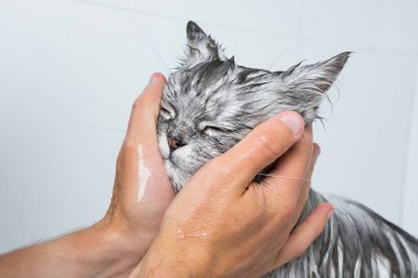 Duş alan ya da banyo yapan komik bir kedi. Kedi yüzünü yıkayan adam. Hayvan hijyeni konsepti. Yüksek kalite fotoğraf