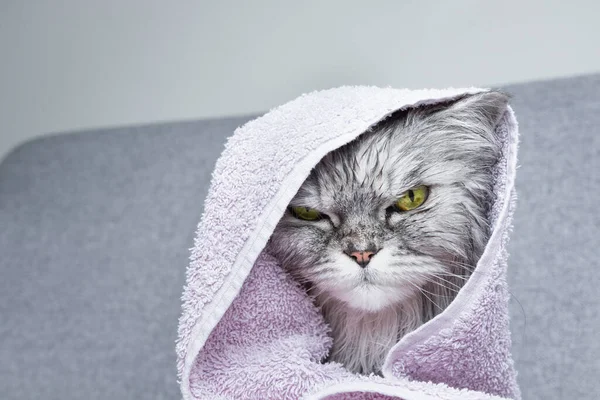 シャワーの後 タオルの下にずぶぬれのペルシャ猫 ペット衛生の概念 ぬれた猫 高品質の写真 ロイヤリティフリーのストック画像