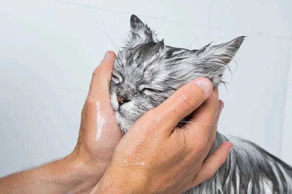 シャワーやバスに乗る面白い猫 猫の顔を洗う男 ペット衛生の概念 高品質の写真 ロイヤリティフリーのストック写真