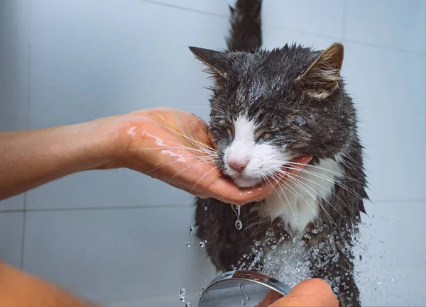 Funny cat taking shower or bath. Man washing cat. Pet hygiene concept. High quality photo