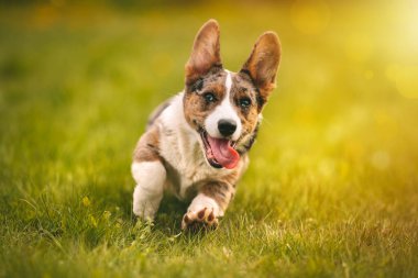 Gün batımında çimlerin üzerinde koşan mutlu küçük Galli Corgi köpek yavrusu. Yüksek kalite fotoğraf