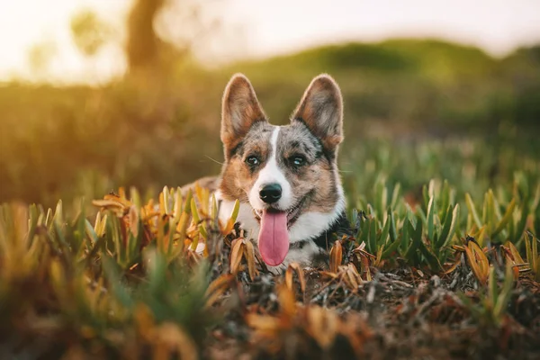 Feliz Perro Corgi Galés Pequeño Tendido Suelo Aire Libre Atardecer —  Fotos de Stock