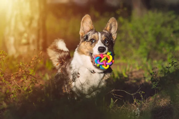 Boldog Játékos Corgi Kutya Játék Szájban Fut Szabadban Naplementekor Portré — Stock Fotó