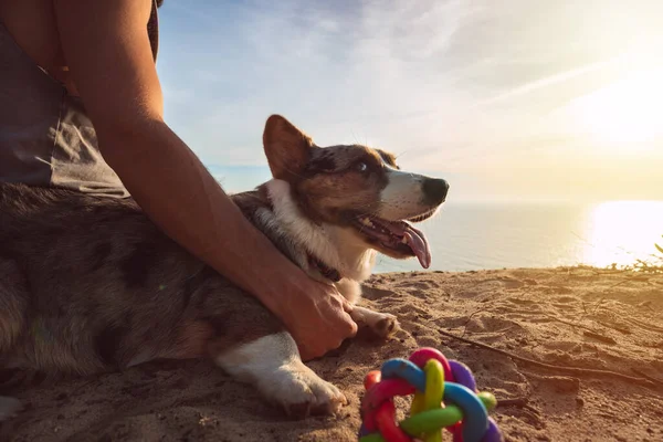 Glücklich Verspielter Corgi Hund Mit Spielzeug Das Bei Sonnenuntergang Mit — Stockfoto
