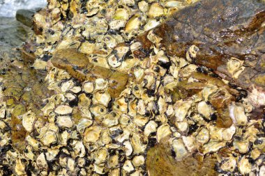 Deniz kenarındaki kayalıklarda kabuklu deniz hayvanları..