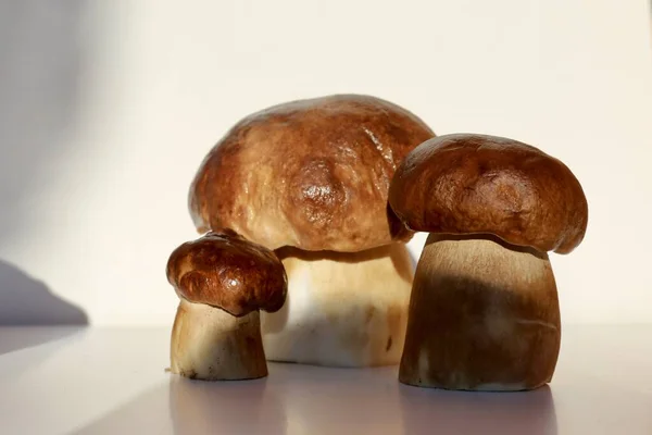 浅色背景的秋季香菇 — 图库照片