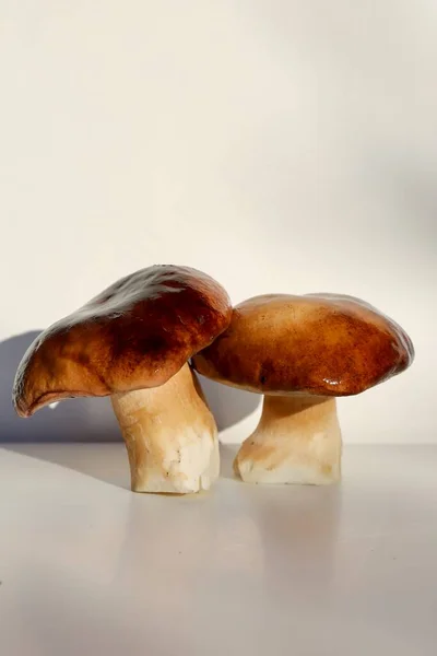 Herfst Porcini Champignons Een Lichte Achtergrond — Stockfoto