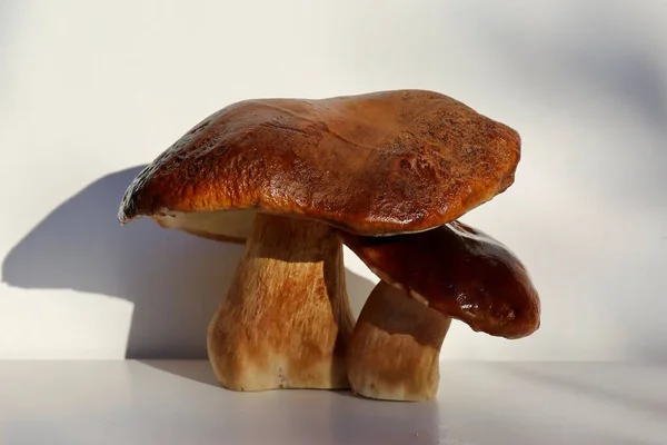 autumn porcini mushrooms on a light background