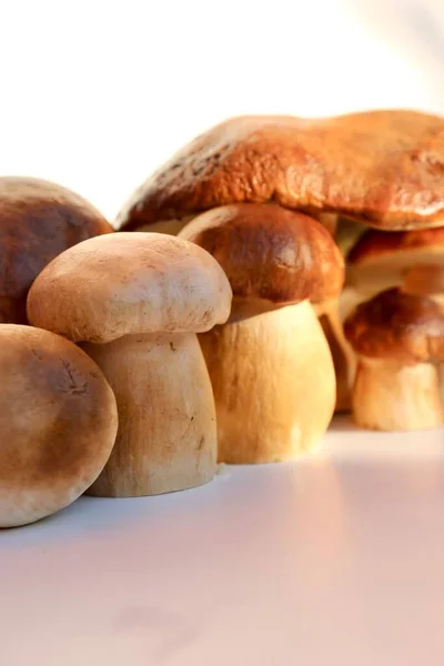 Funghi Porcini Autunnali Fondo Chiaro — Foto Stock