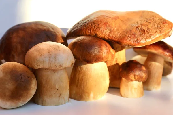 Autumn Porcini Mushrooms Light Background — Stock Photo, Image