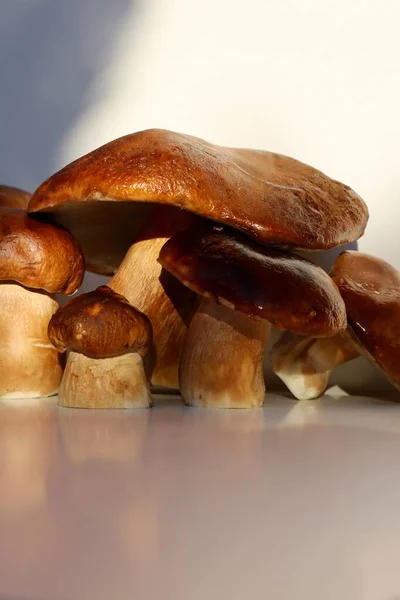 浅色背景的秋季香菇 — 图库照片