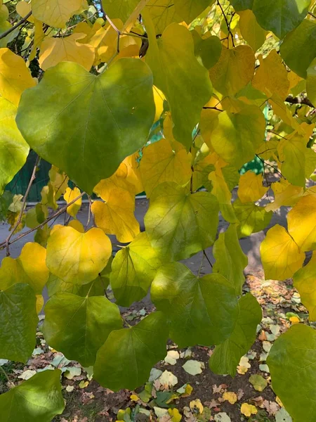 Belas Folhas Outono Amarelas Verdes Jardim — Fotografia de Stock