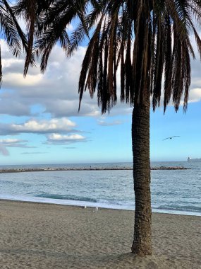 Sahilde palmiye ağaçları