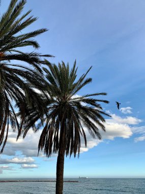 Sahilde palmiye ağaçları