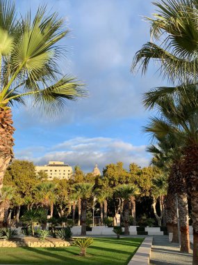  Parktaki palmiye ağaçları