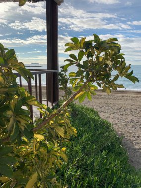  Sahilde palmiye ağaçları