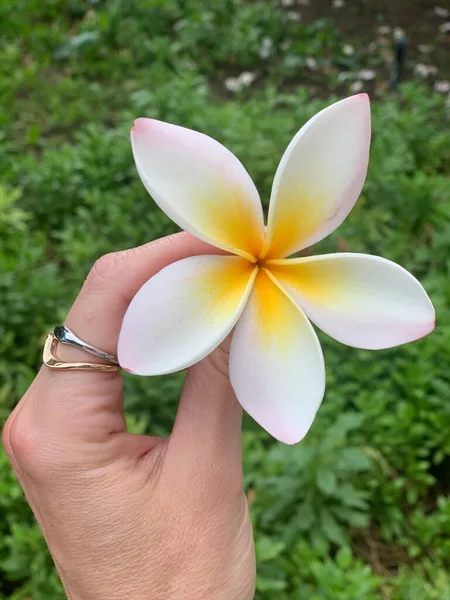 Plumeria Flor Tropical Mão Menina Fundo Jardim — Fotografia de Stock