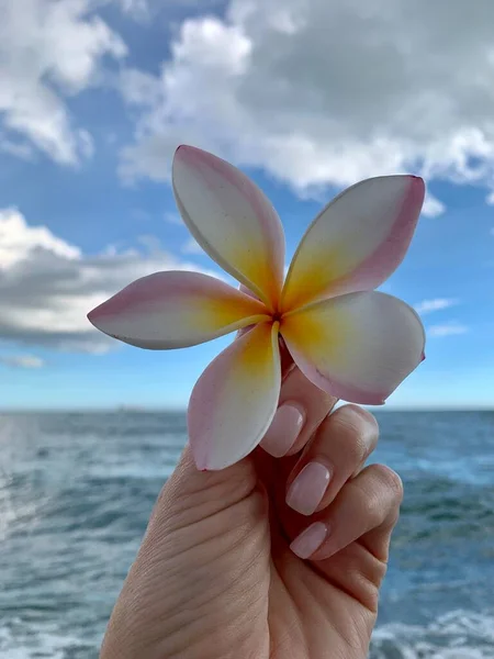 Denizin Arka Planında Kızın Elinde Tropik Bir Çiçek Var — Stok fotoğraf