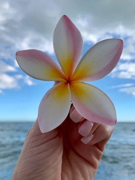 Fiore Tropicale Plumeria Nella Mano Della Ragazza Sullo Sfondo Del — Foto Stock