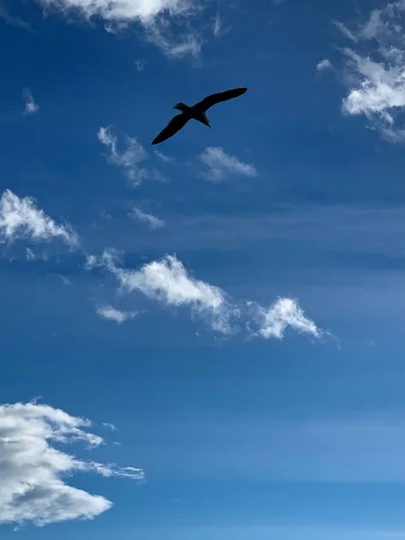 Vögel Möwen Vor Blauem Himmel Und Wolken — Stockfoto