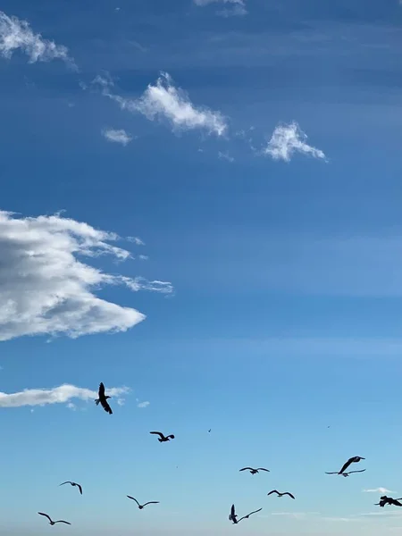 Vögel Möwen Vor Blauem Himmel Und Wolken — Stockfoto