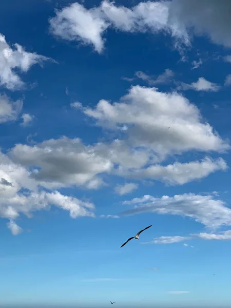 Gabbiani Uccelli Uno Sfondo Cielo Blu Nuvole — Foto Stock