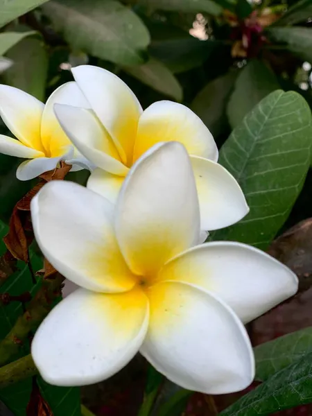 Tropikalny Kwiat Plumeria Tle Morza — Zdjęcie stockowe