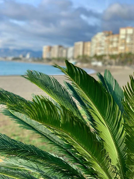 Drzewa Palmowe Plaży — Zdjęcie stockowe